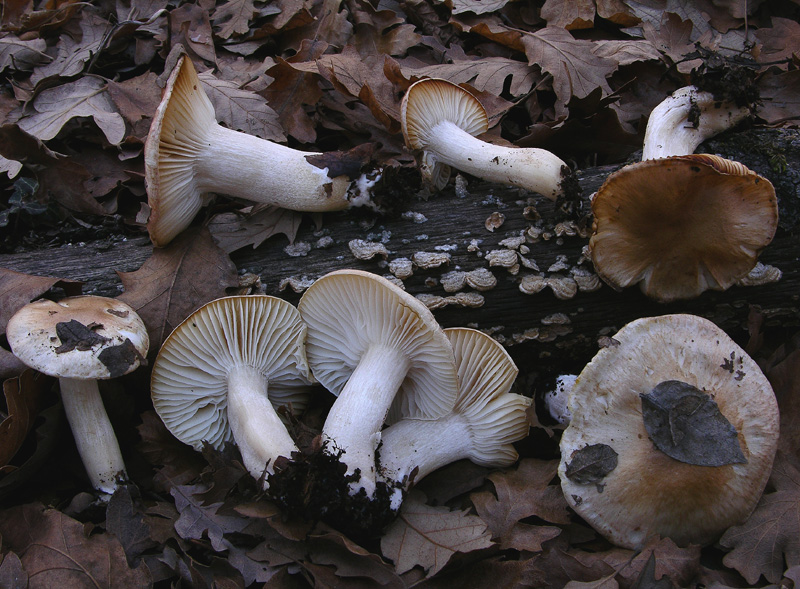 Ritrovamenti odierni.